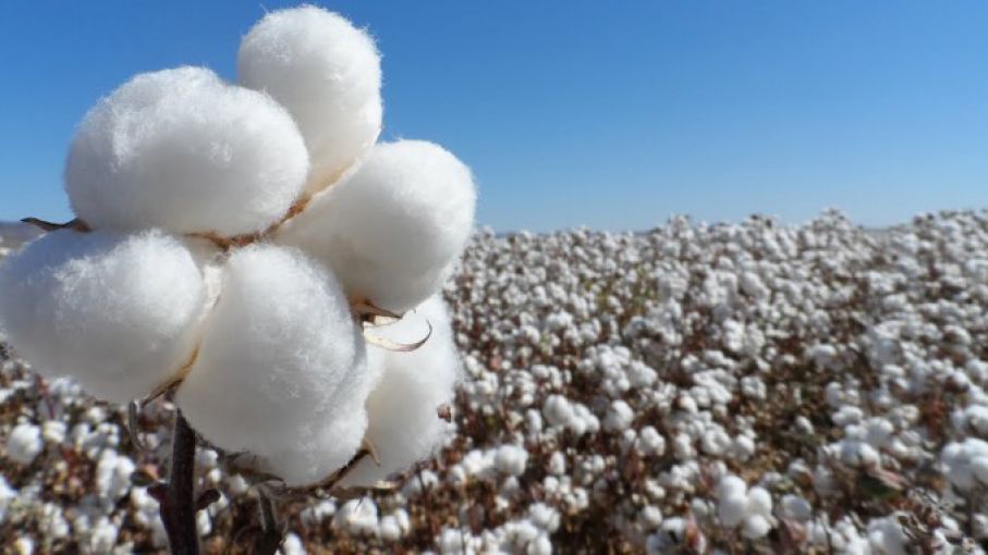 Analizan liberación de algodón resistente a nuevos herbicidas