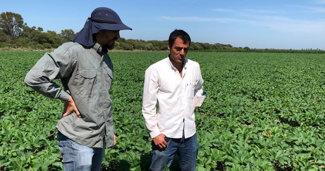 La israelí Evogene inscribe el primer cultivar de ricino en la Argentina