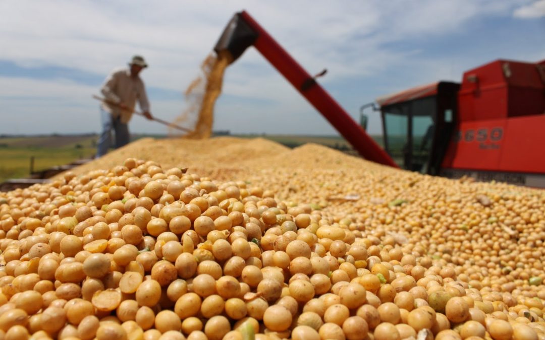 Argentina tiene ya aprobadas las sojas GMO autorizadas por China