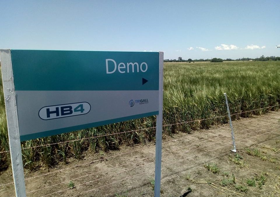 La pulseada por el trigo HB4: avanza su desregulación en Brasil