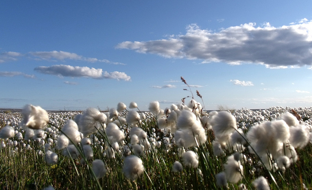 Con nuevas variedades la producción de algodón podría superar el millón de toneladas